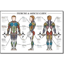 Exercise & Muscle Guide-Male 24"x36"